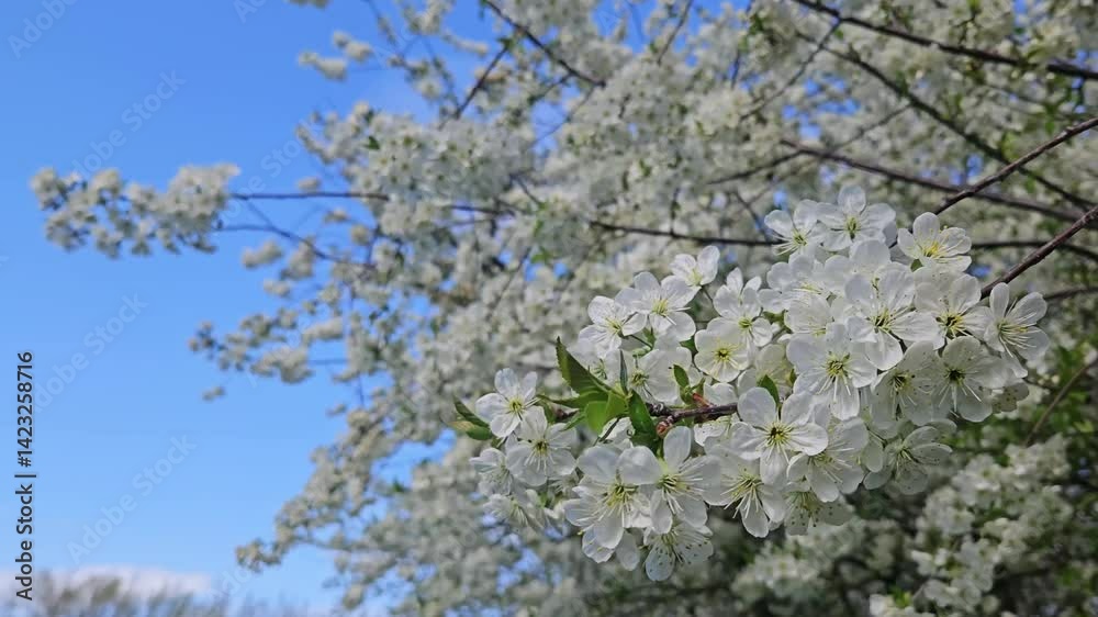 A close-up video of a cherry blossom branch in full bloom during spring. The delicate white flowers stand out against a vivid blue sky and a softly focused background of more blossoms. A close-up video of a cherry blossom branch in full bloom during spring. The delicate white flowers stand out against a vivid blue sky and a softly focused background of more blossoms.