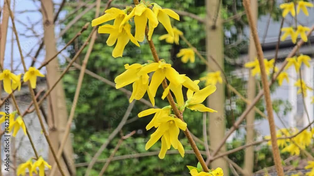 close-up of bright yellow flowering forsythia in spring in nature.