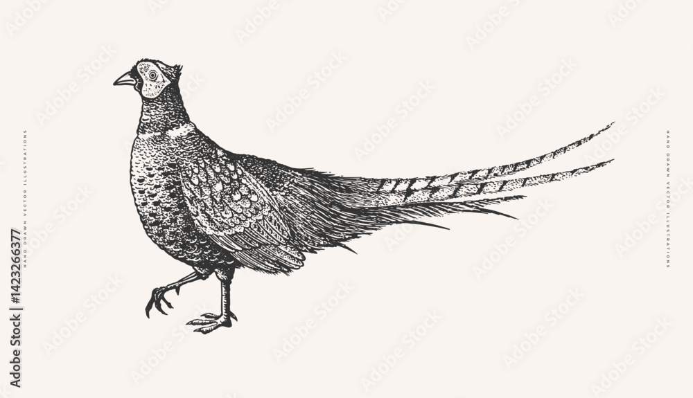 Fototapeta premium Pheasant in engraving style. Exotic bird on a light background. Element for the design of postcards, books, packaging. Vector illustration.