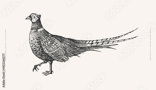 Pheasant in engraving style. Exotic bird on a light background. Element for the design of postcards, books, packaging. Vector illustration.