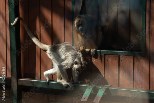 Two Black howler monkeys. Photograph through the glass of an aviary.