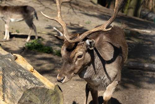 The fallow deer with beautiful horns. Selective focus, blurred background