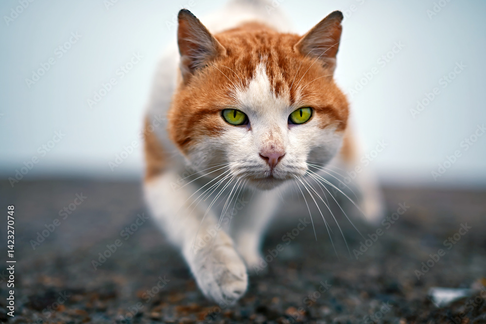 Ginger and white cat walking outdoors
