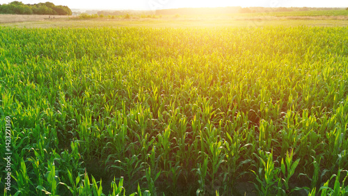 Growing Corn Field Aerial View