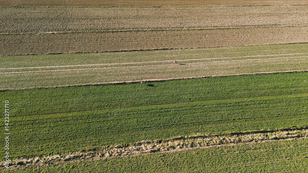 Wild deer grazing in open countryside