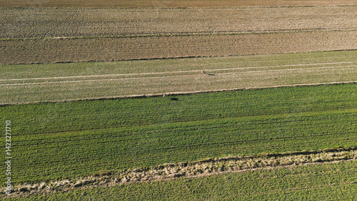 Obraz na płótnie Wild deer grazing in open countryside w salonie