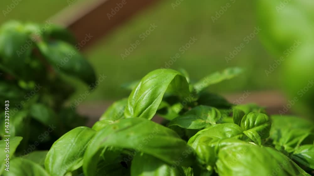 Harvesting fresh basil in the garden. Harvesting fresh basil in the garden.