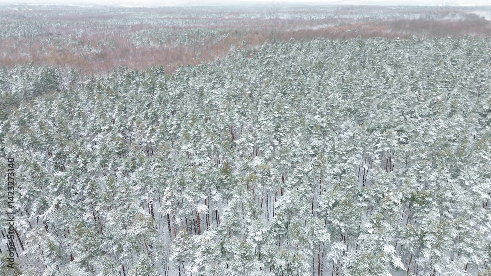 Snow-covered trees in dense winter forest