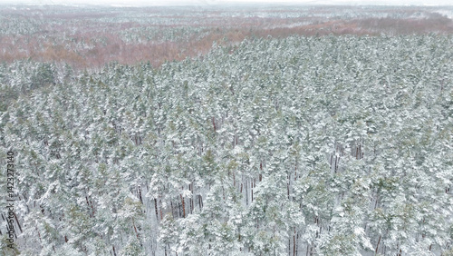 Obraz na płótnie Snow-covered trees in dense winter forest w salonie