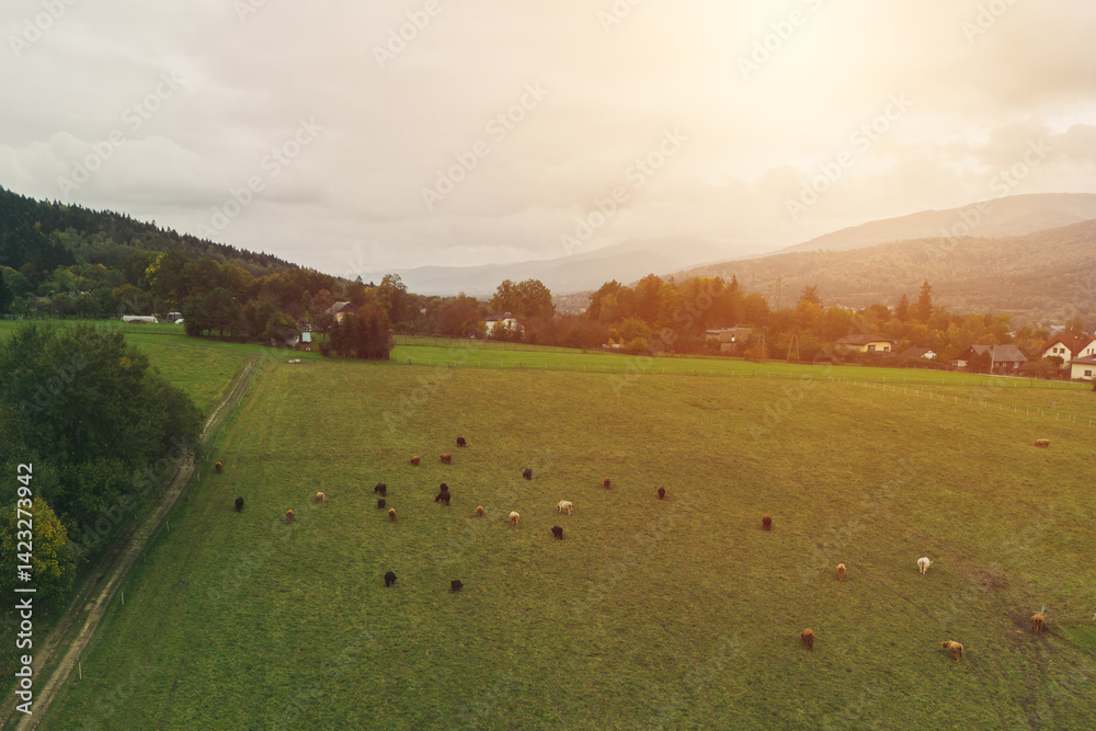 Scenic aerial view of highland cattle on mountain farm