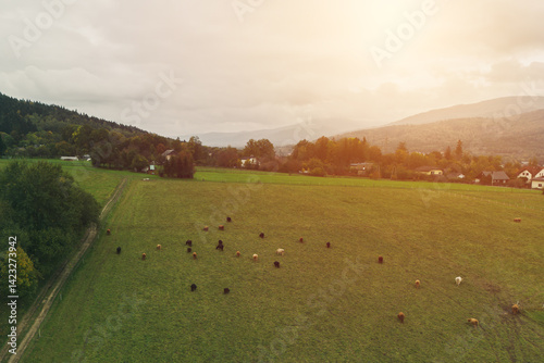 Obraz na płótnie Scenic aerial view of highland cattle on mountain farm w salonie