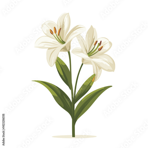 White lilies in bloom with lush green leaves on white background