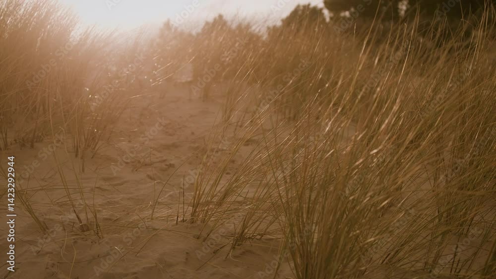 vidéo au ralentie du lever de soleil sur la plage