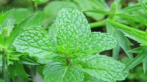 Fresh mint leaves