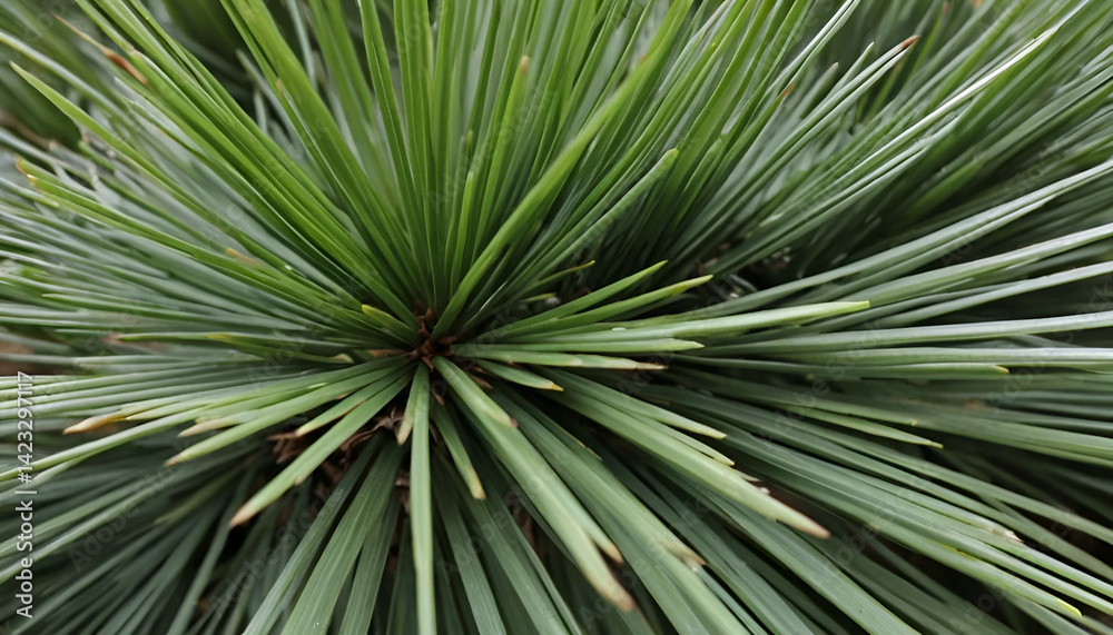 Close-up view of radiating plant leaves. Densely packed, vibrant green foliage Close-up view of radiating plant leaves. Densely packed, vibrant green foliage