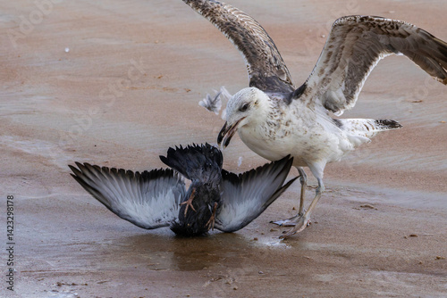 Seagull actively attacking a pigeon on Daytona Beach in Daytona Beach, Florida