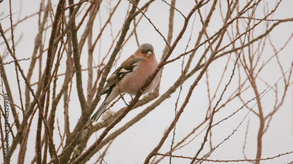 un oiseau, pinson des arbre qui chante dans un arbre au ralentie 