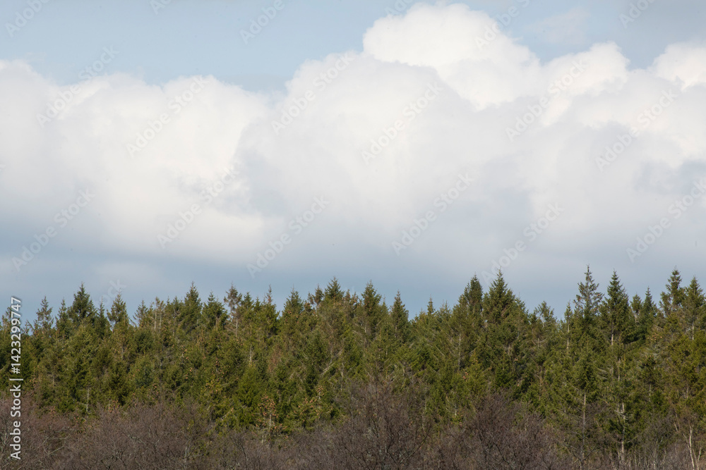 Obraz premium clouds over forest