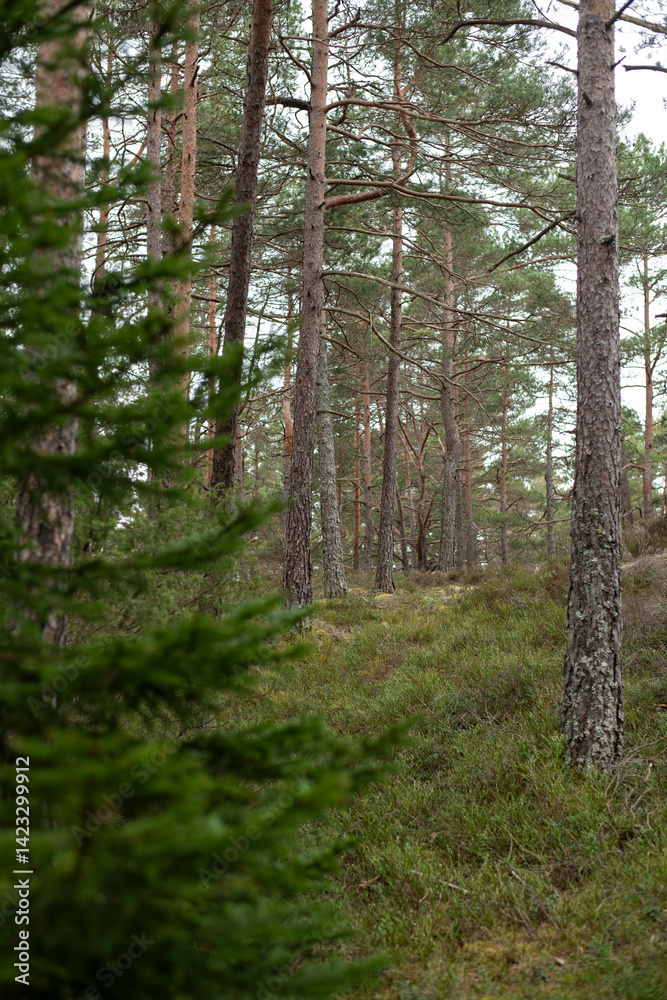 Fototapeta premium footpath in the woods