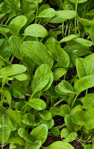 Wallpaper Mural Fresh Green Leafy Vegetables in Garden Bed Torontodigital.ca