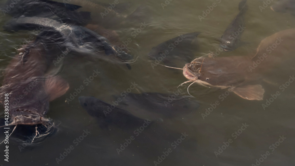 Obraz premium Catfish Swimming in Murky Water Pool