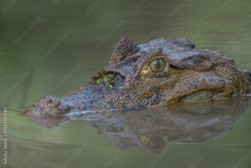 Fototapeta premium Crocodile's head in calm water close-up.