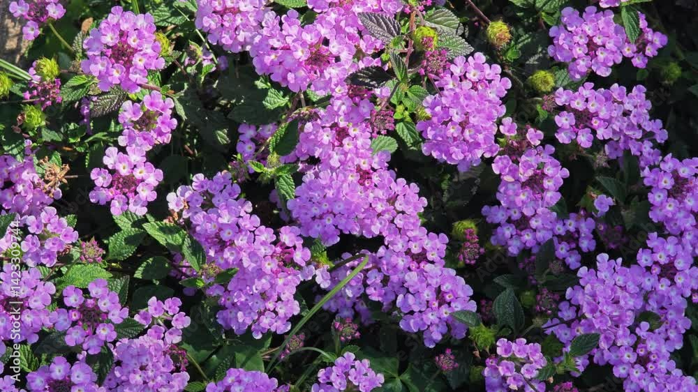 Beautiful purple flowers Beautiful purple flowers