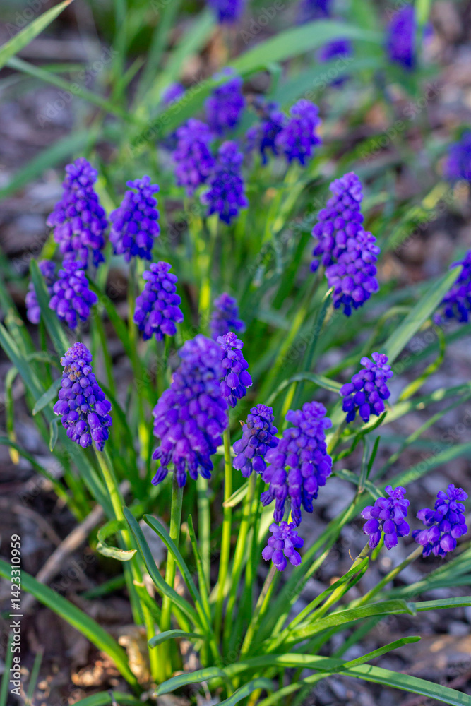 Fototapeta premium Flowers of the Armenian Muscari (Muscari armeniacum), Asparagus (Asparagaceae).