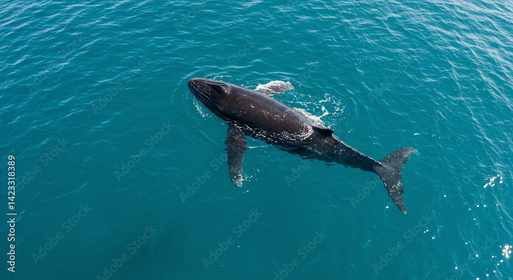 Naklejka premium Whale Swimming in Blue Ocean Water from Above