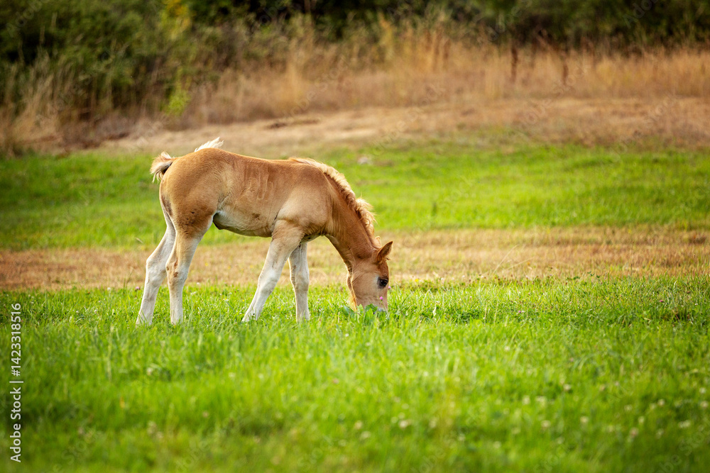 Fototapeta premium cute foal on the pasture in the evening