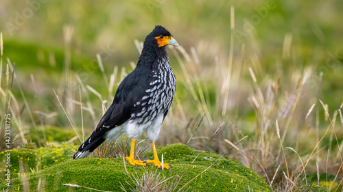The Carunculated Caracara is a species of bird of prey in the family Falconidae, subfamily hawks and caracaras. It is found in Colombia and Ecuador.