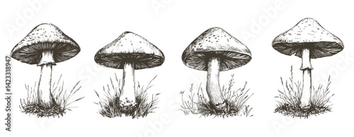 Sketch mushrooms. Engraving style mushroom with grass. Edible and inedible forest plants. Nature organic elements, natural hand drawn vector set