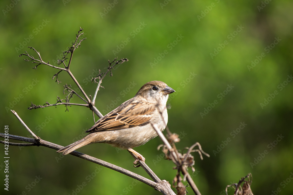 Ornithology. Sparrow (Passer domesticus) perched on tree branch on green natural background. Bird, animal idea concept. Sparrow.
