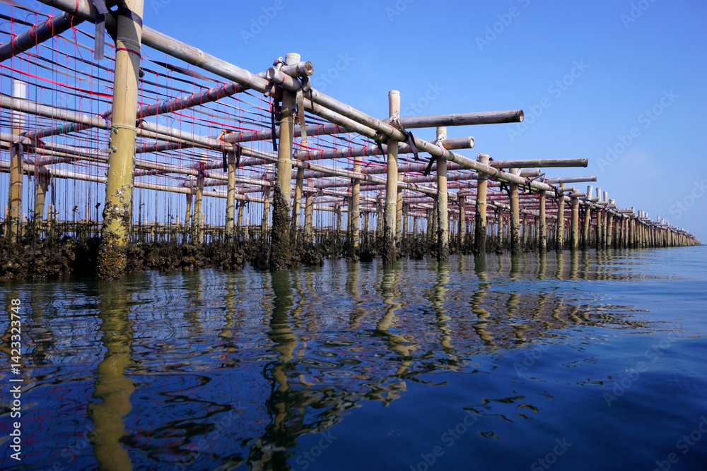 oysters farm in the sea oysters farm in the sea
