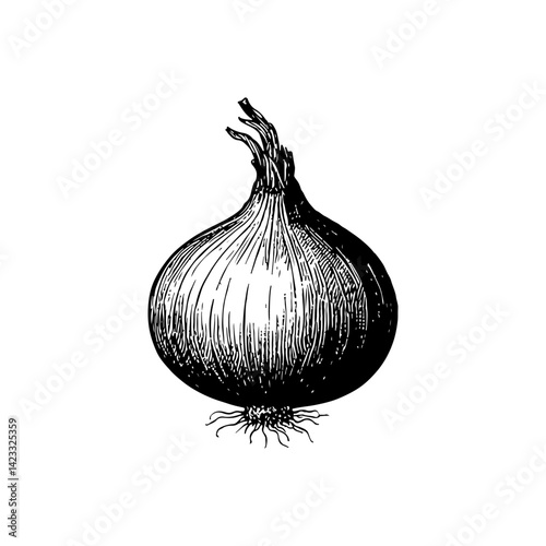 Vector engraving style illustration of a Onion Bulb