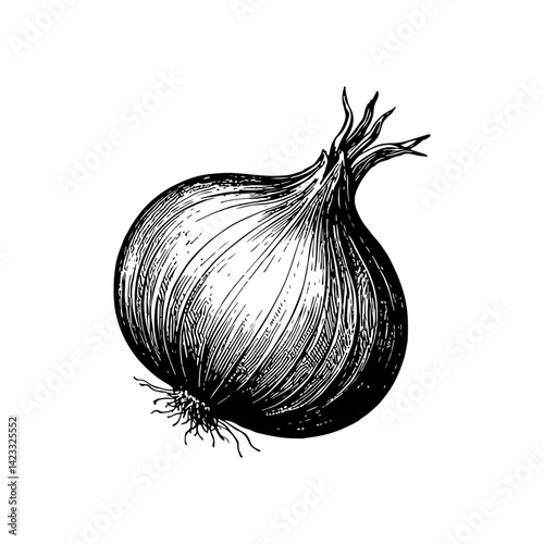 Vector engraving style illustration of a Onion Bulb