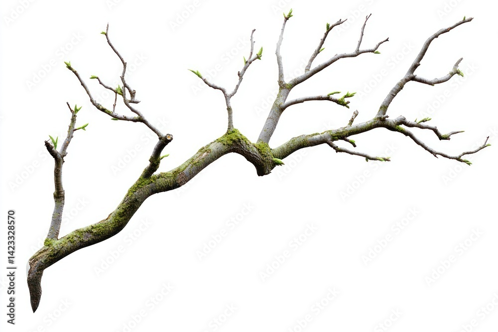 Fototapeta premium Tree branch isolated green photography.