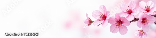 Delicate watercolor cherry blossom, soft hues, white background , red, drawing