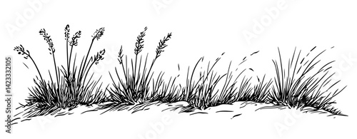 wild grass and meadow plants hand drawn vector illustration
