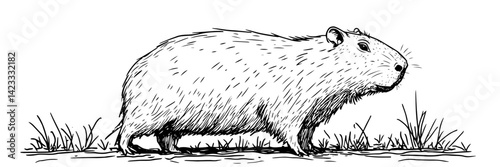 capybara walking hand drawn wild animal vector illustration