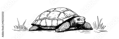 tortoise walking on ground hand drawn vector illustration