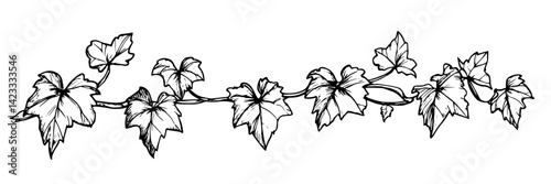 ivy branch with leaves hand drawn vector illustration in black and white