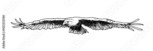 soaring eagle with wings spread hand drawn vector illustration in black and white
