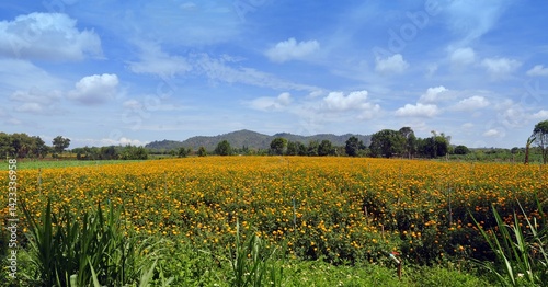 field of yellow flowers and blue sky