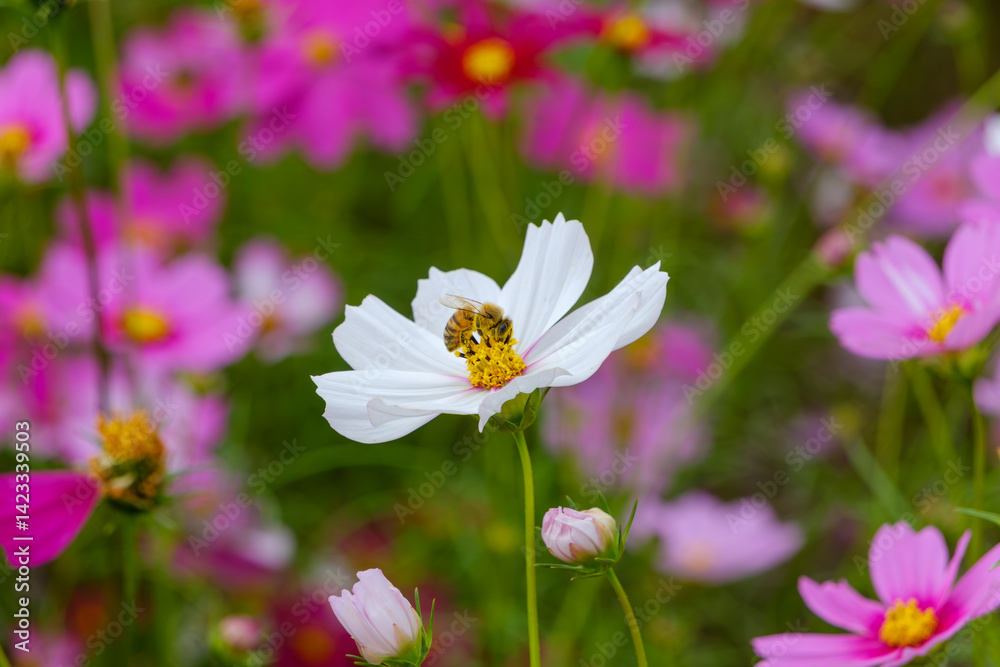 Obraz premium ミツバチと白いコスモスの共演
