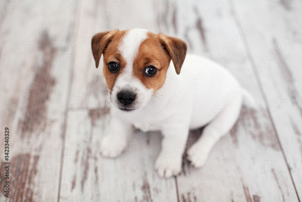 Puppy sitting on wooden floor at home Puppy sitting on wooden floor at home