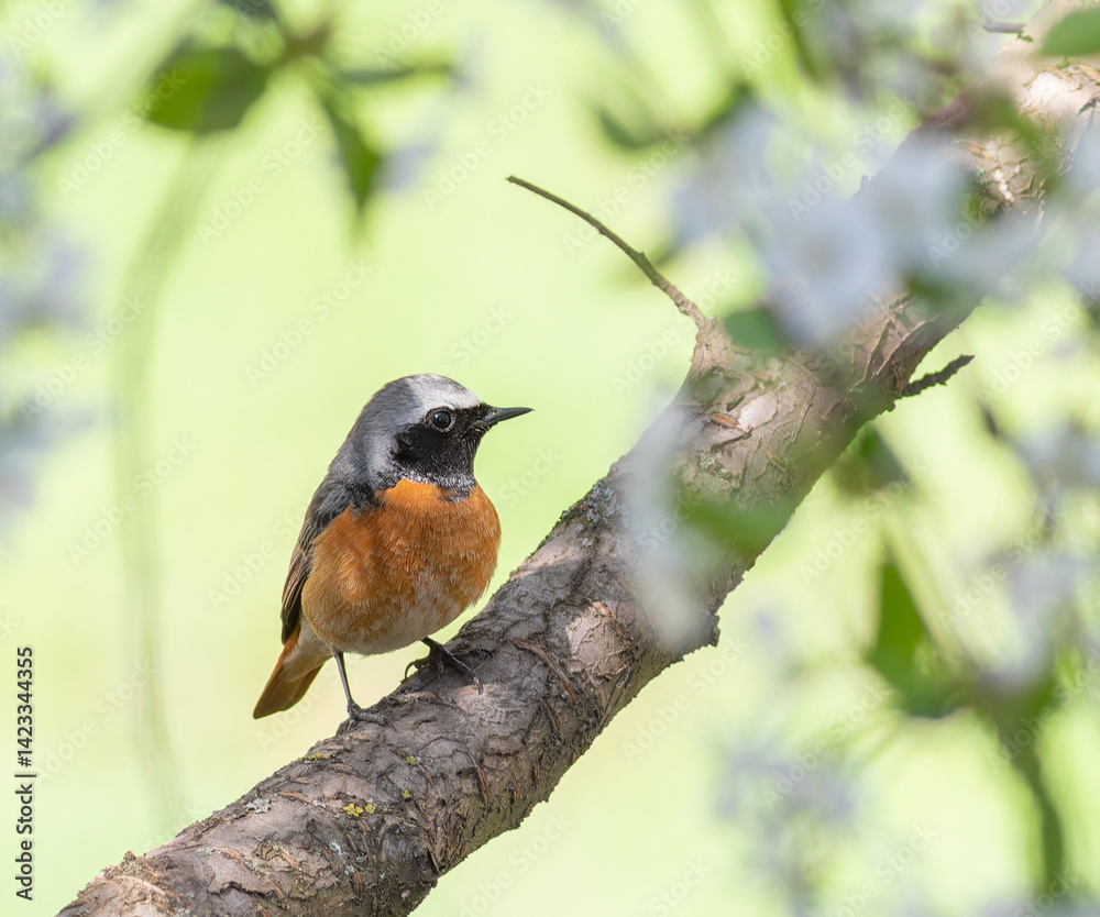 Common redstart, Phoenicurus phoenicurus. A bird sits on the branch of a flowering tree Common redstart, Phoenicurus phoenicurus. A bird sits on the branch of a flowering tree