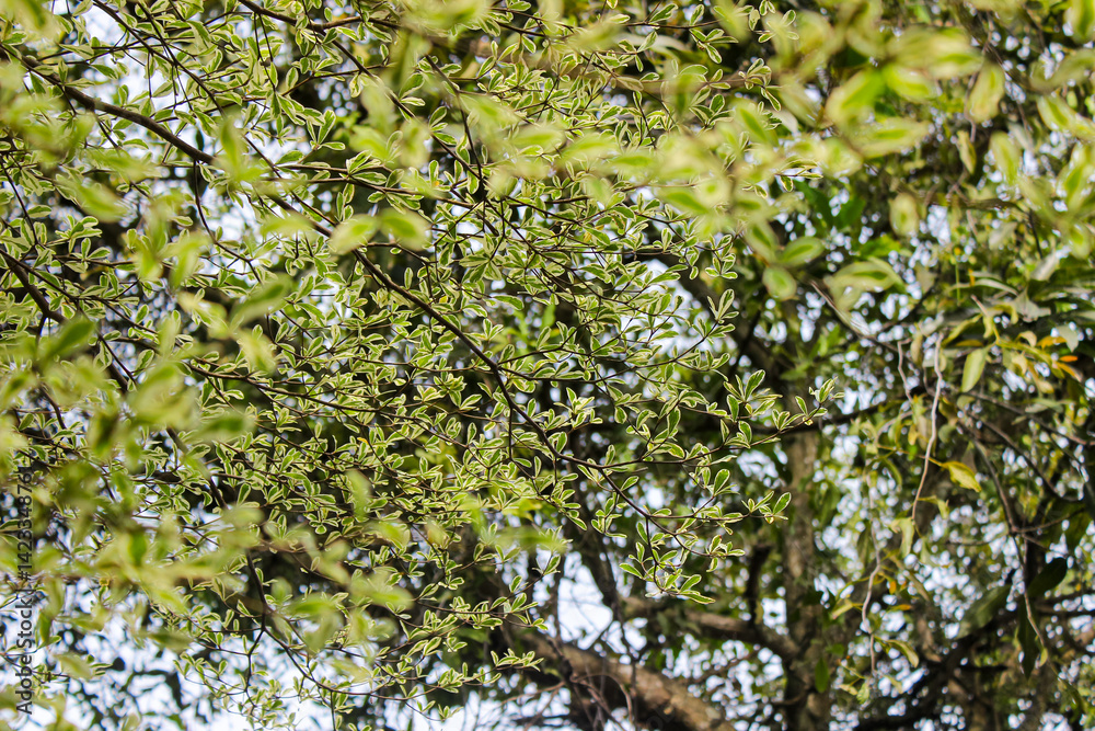 Fototapeta premium Madagascar almond tree ( Terminalia neotaliala ) Also called Ketapang kencana. Terminalia mantaly tree leaf texture background. Nature background