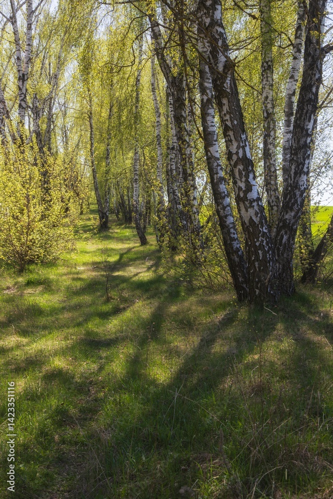 Obraz premium Spring landscape with birch trees