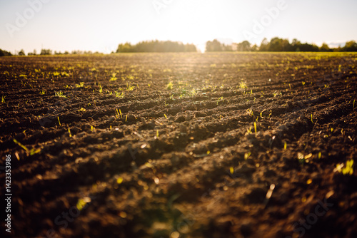 Photography Close-up of fertile soil with green shoots in an agricultural field